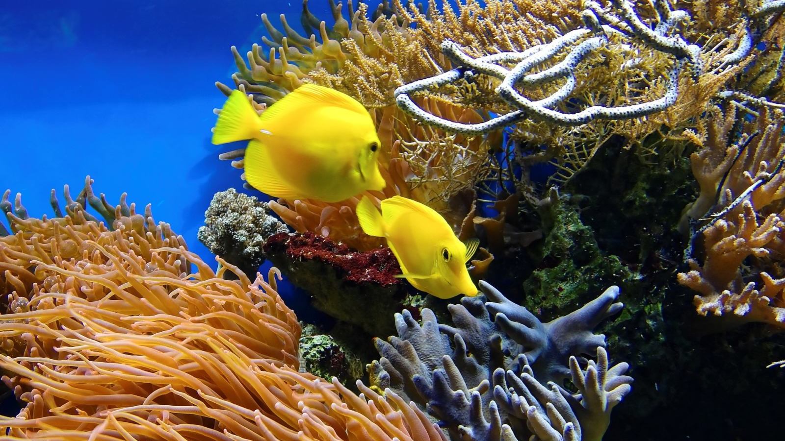 Fische- Geborene ihre Fähigkeiten und Schatten