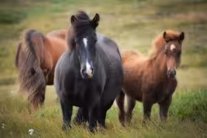 manifestierender Generator- spezialist